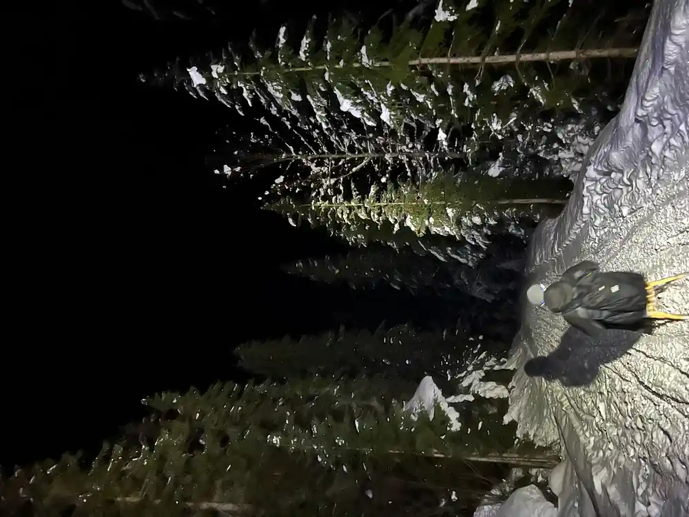Snow-laden branches at the edge of a dark track